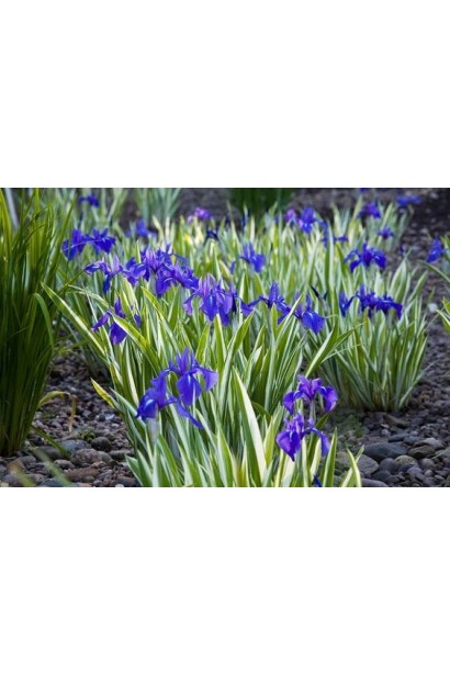 Ірис щетинистий Варієгата